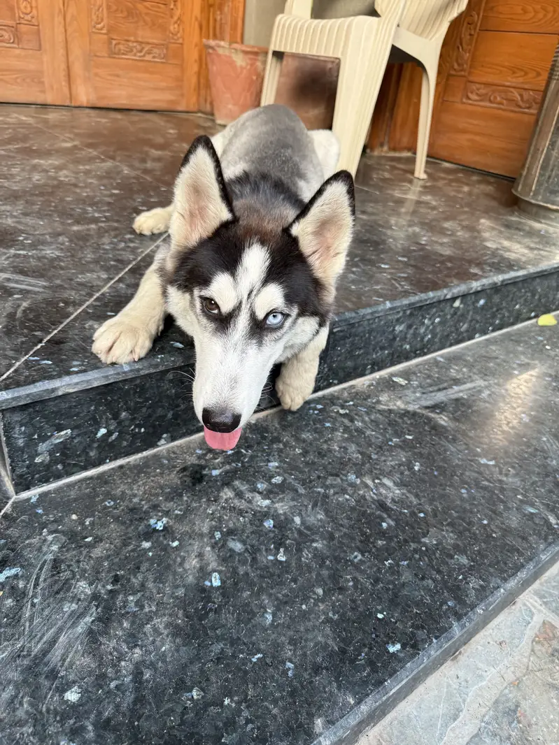 “Male Husky Dog for Sale | Beautiful Eyes | Healthy & Active”