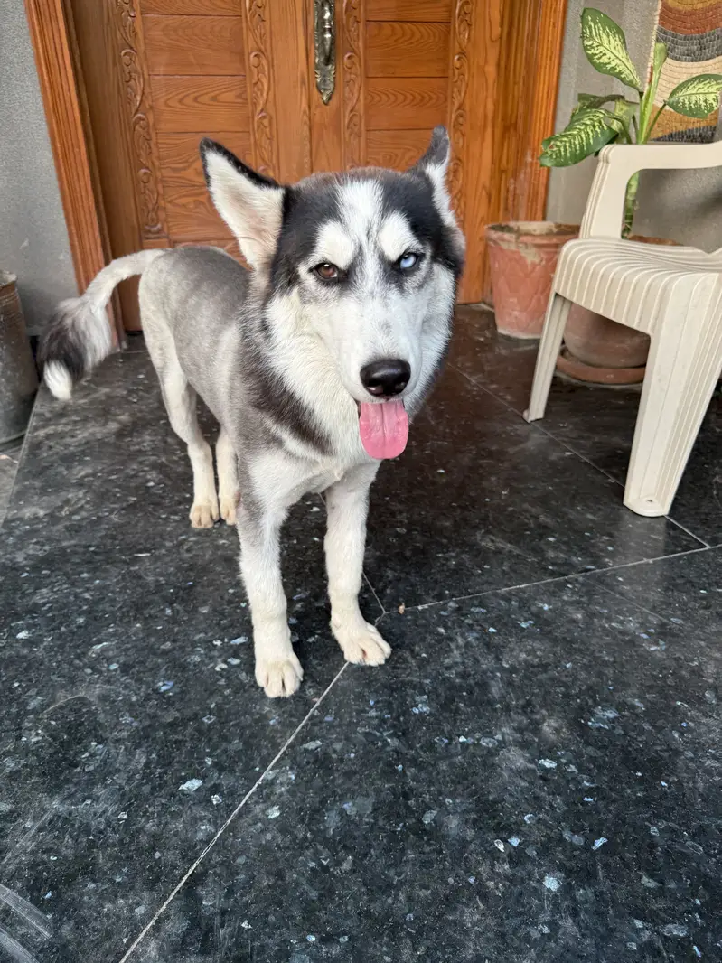 “Male Husky Dog for Sale | Beautiful Eyes | Healthy & Active” — photo 2