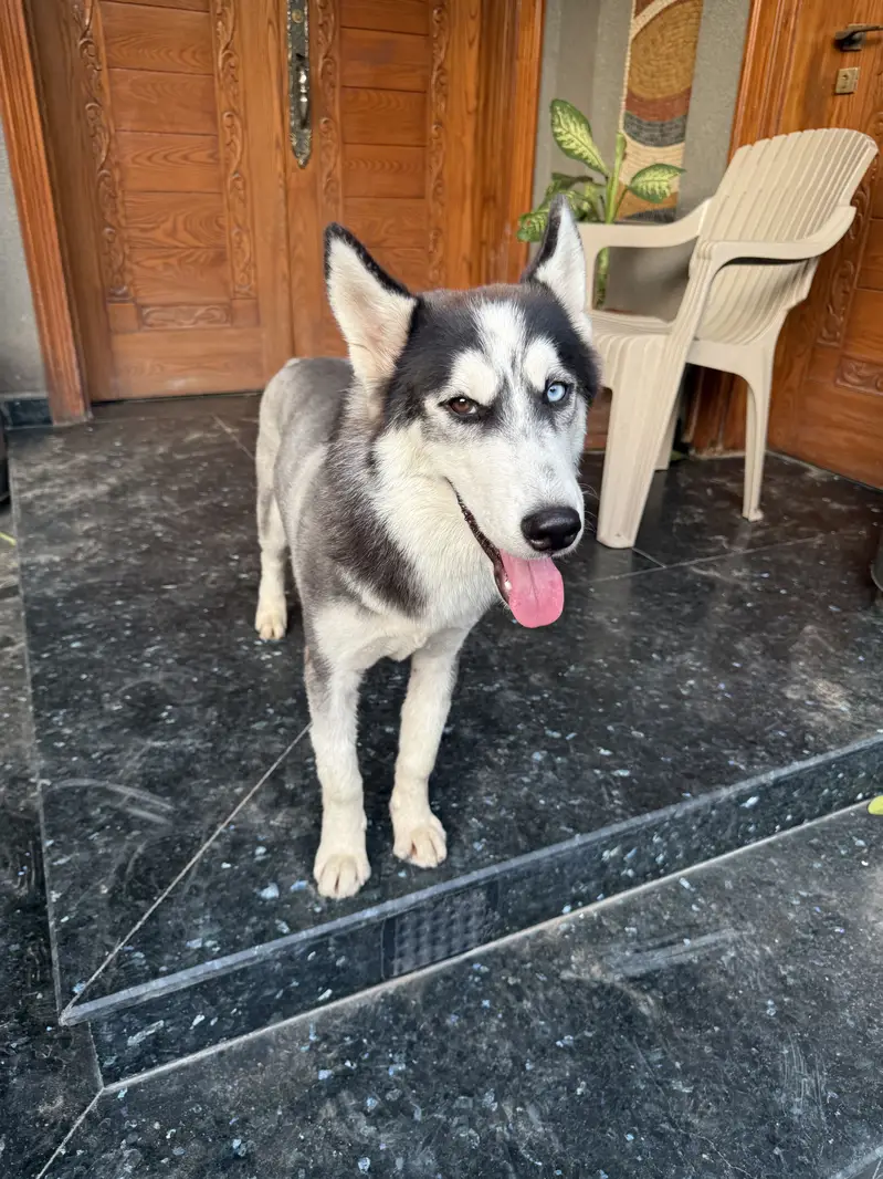 “Male Husky Dog for Sale | Beautiful Eyes | Healthy & Active” — photo 3