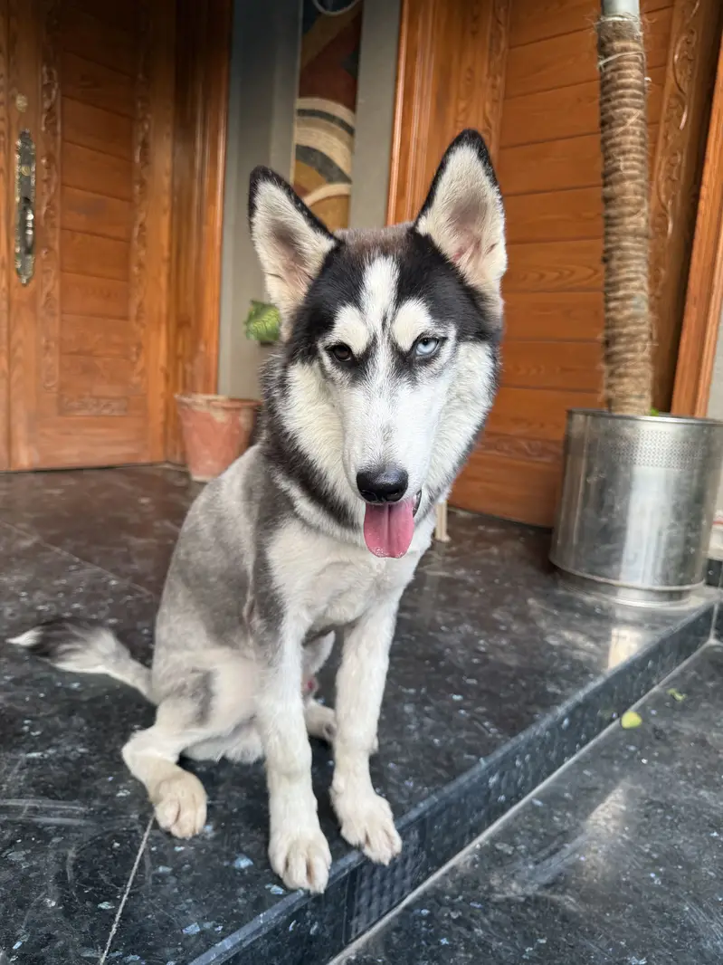 “Male Husky Dog for Sale | Beautiful Eyes | Healthy & Active” — photo 4