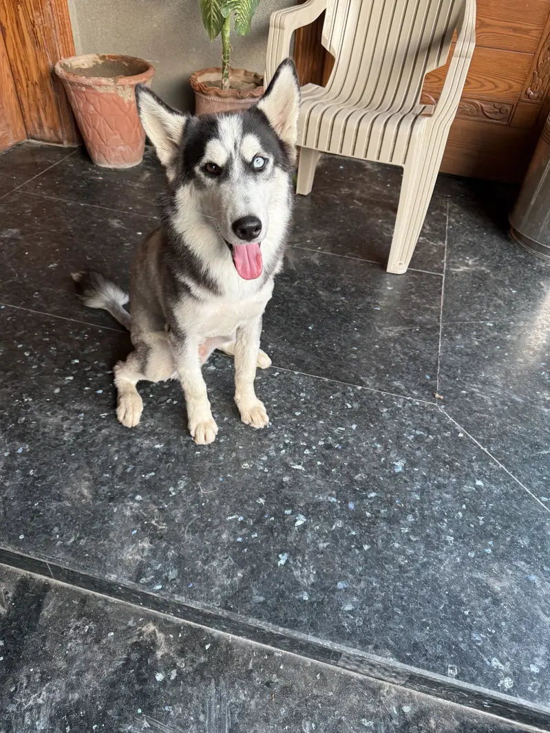 “Male Husky Dog for Sale | Beautiful Eyes | Healthy & Active” — photo 5