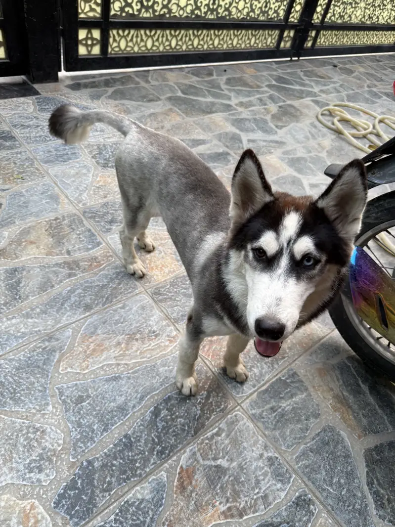 “Male Husky Dog for Sale | Beautiful Eyes | Healthy & Active” — photo 6