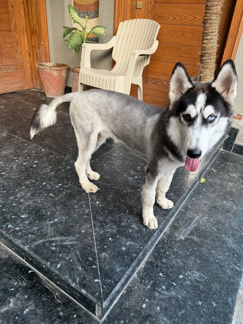 “Male Husky Dog for Sale | Beautiful Eyes | Healthy & Active” — photo 7
