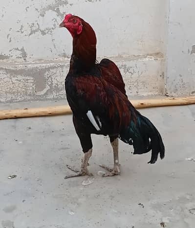 Aseel For Sale