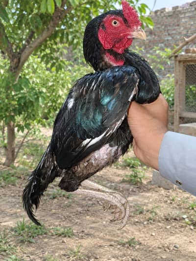 Aseel Mianwali male or Female pure Thai h  03077036825
