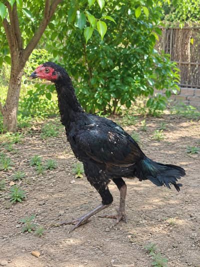 Female pure Thai h  03077036825 contact on Whatsapp