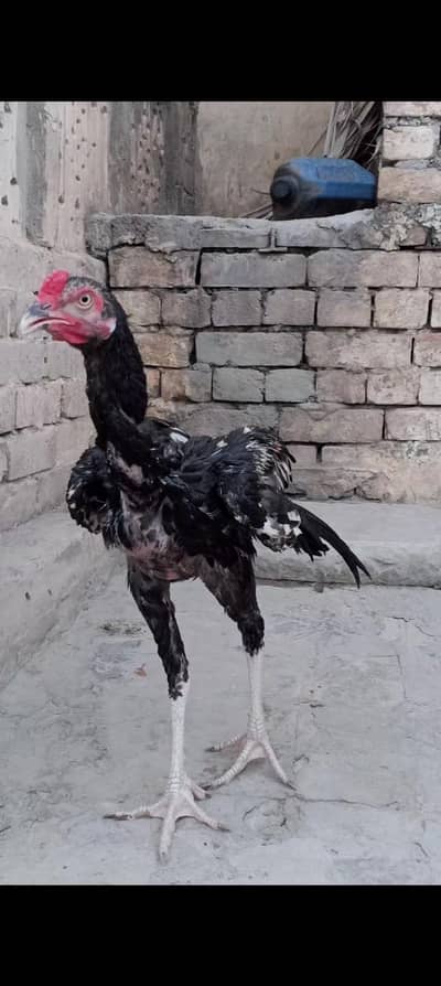 jawa patha dragon face ma h urgent sale