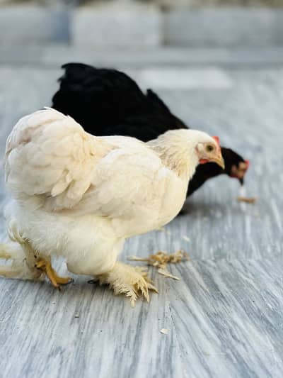 Bantam white black  ,silky Cochin  bantam  fancy pair