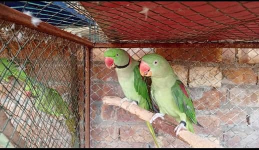 raw parrot pair