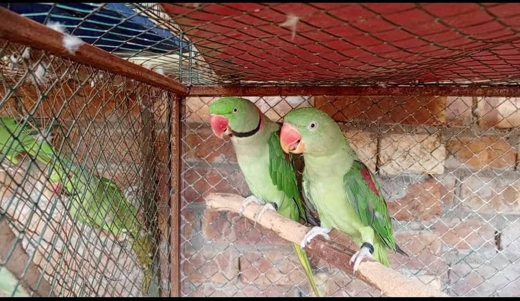 raw parrot pair 0