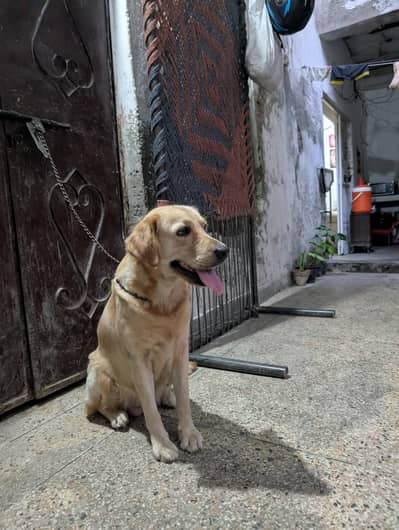 Golden retriever breeder female for sale