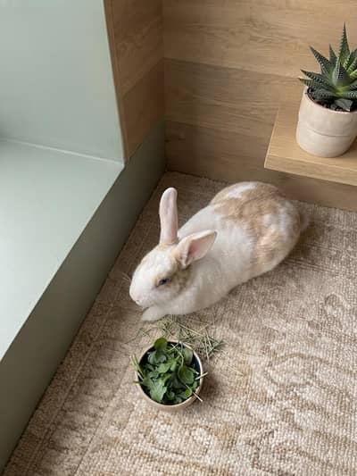 Stunning Blue-Eyed Broken Fawn Rabbit for Rehoming