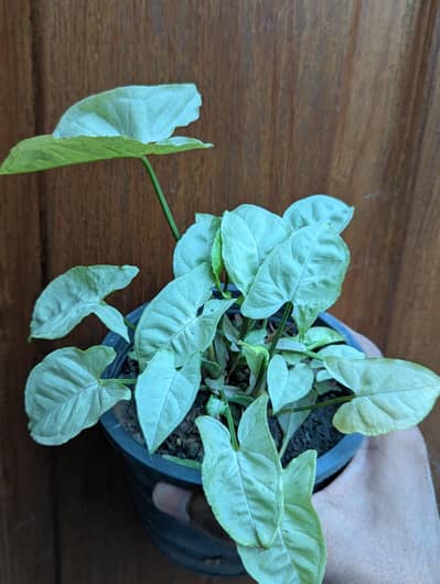 Indoor Outdoor plants