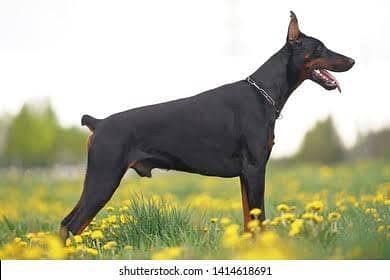 Doberman pups American