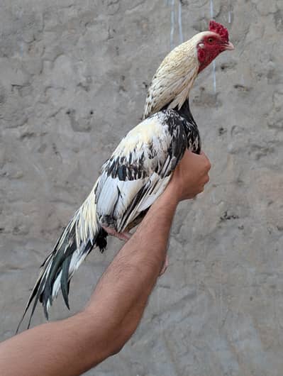 Zeroo size mianwali patha