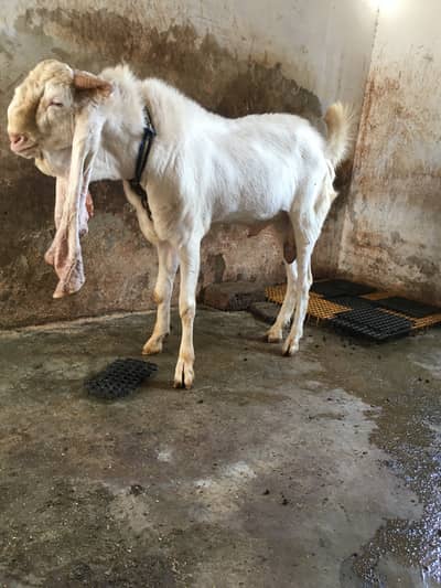 gulaabi breeder
