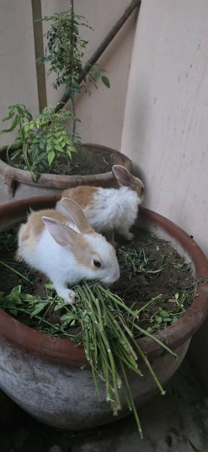 rabbit  2 pair 1