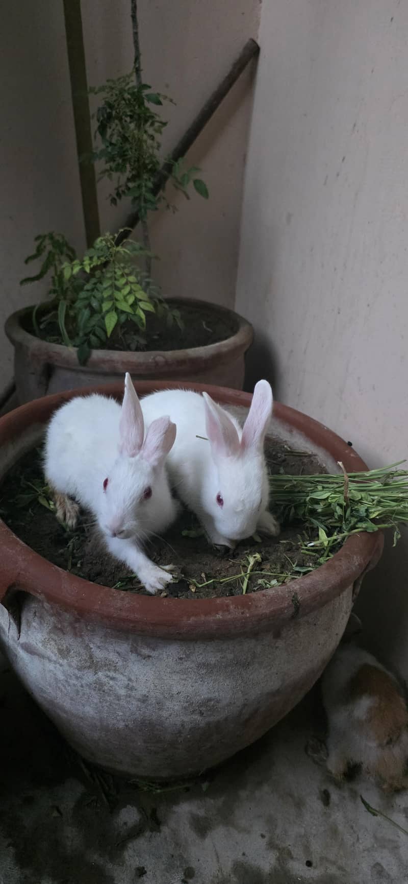 rabbit  2 pair 0