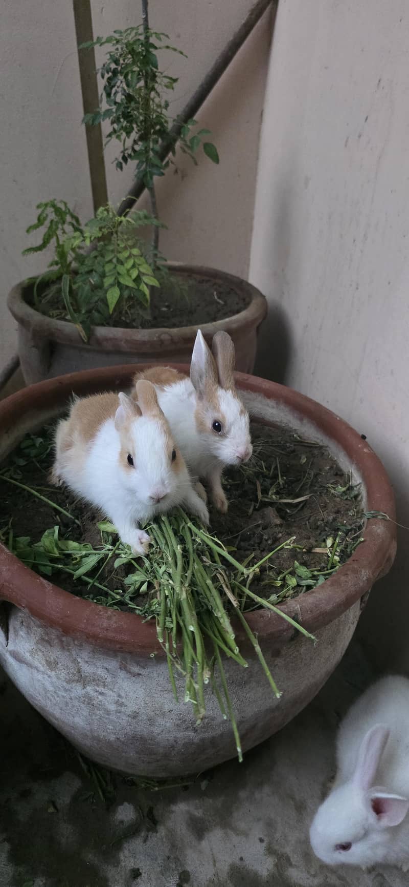 rabbit  2 pair 2