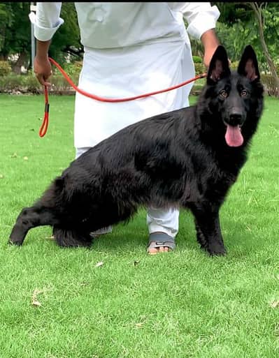 German Shepherd long coat mail