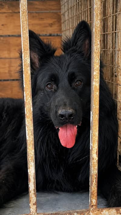 solid Black Male Confirm Stud pink pedgree