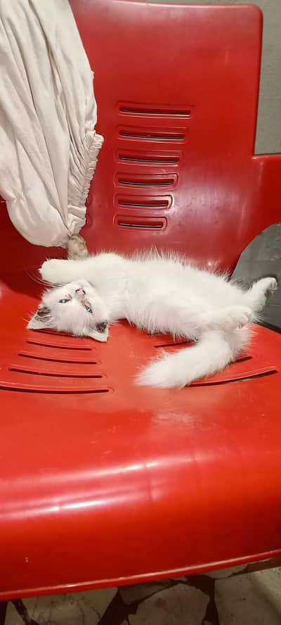 Home Breed Cats For Sale 2 PC Only