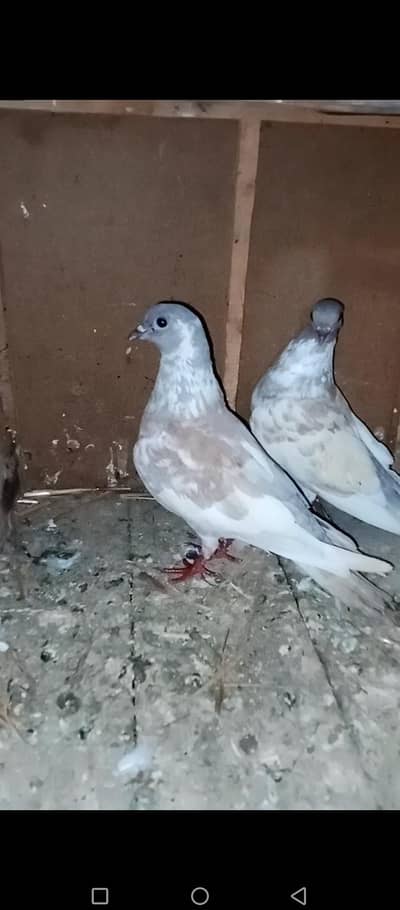 kasni peshori pelly gullon  200%breeder pair available location multan
