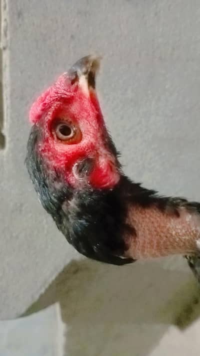 Pakistani aseel