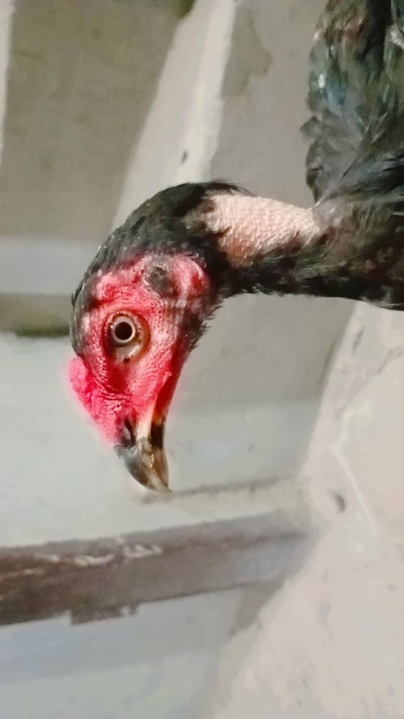 Pakistani aseel 1