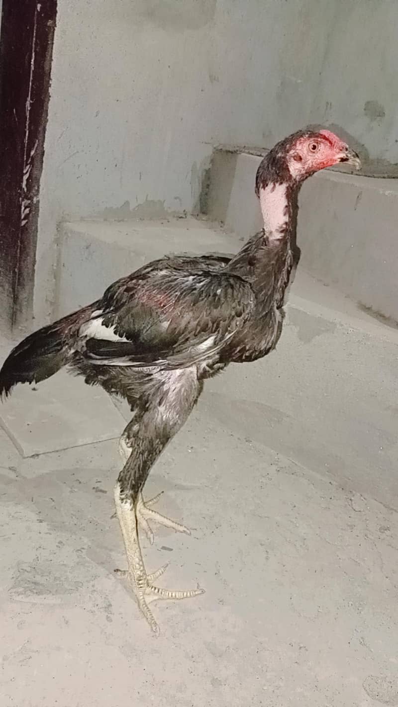 Pakistani aseel 2