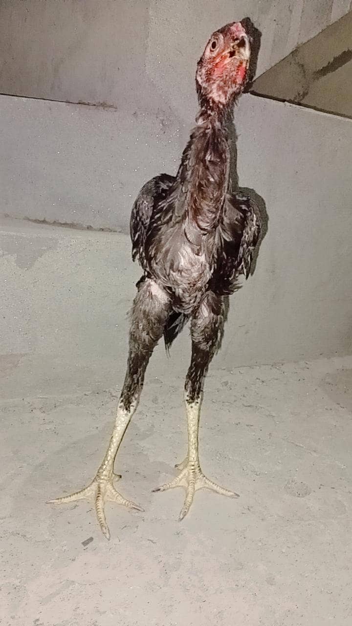 Pakistani aseel 4