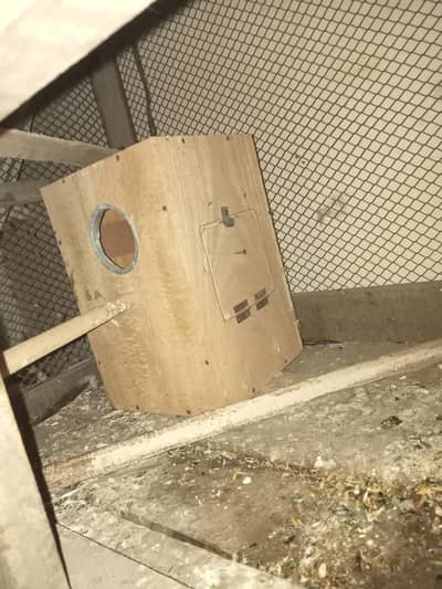 cocktail cage + breeding box 2 feet tqreban