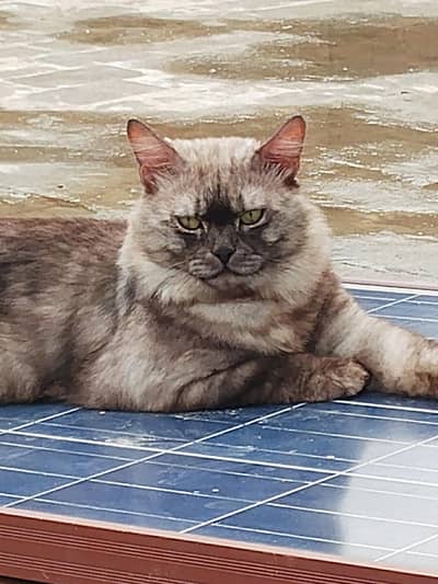 Persian Male cat