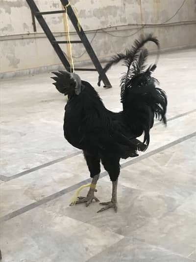 Ayam cemani