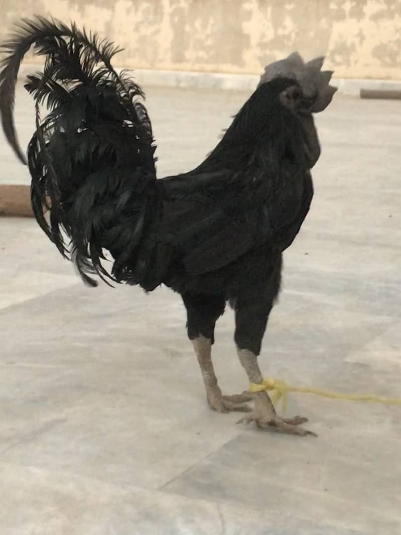 Ayam cemani 1