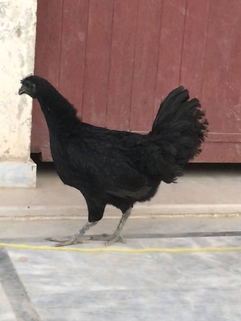 Ayam cemani 2