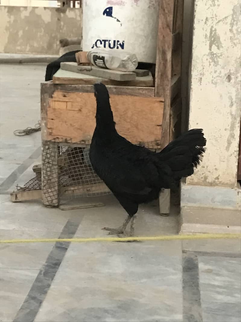 Ayam cemani 3