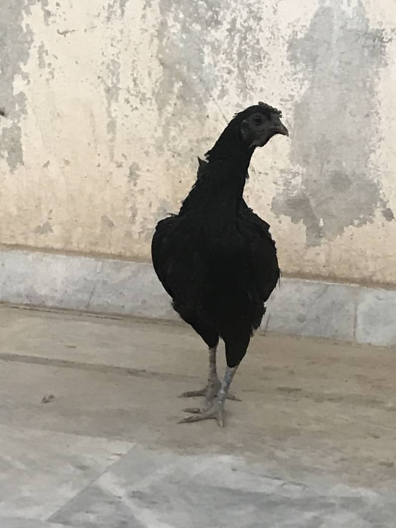 Ayam cemani 4