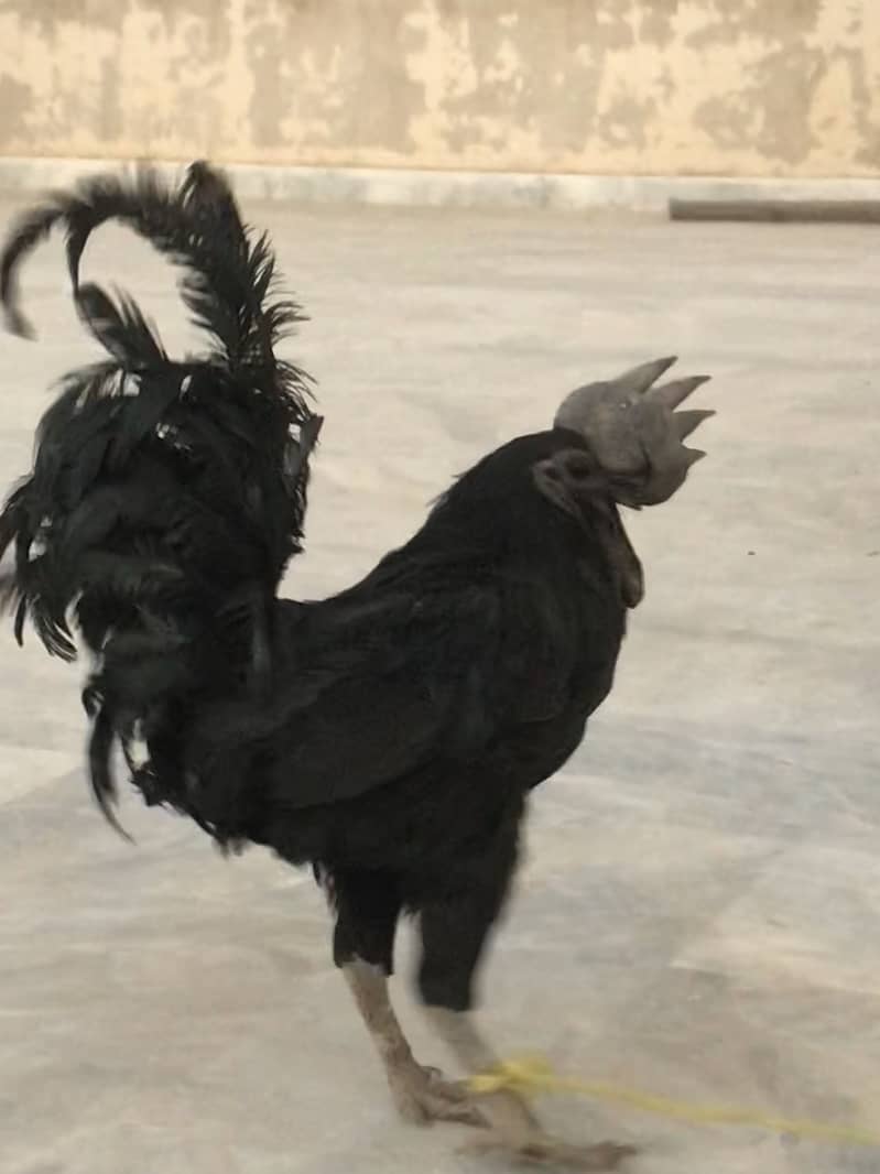 Ayam cemani 5