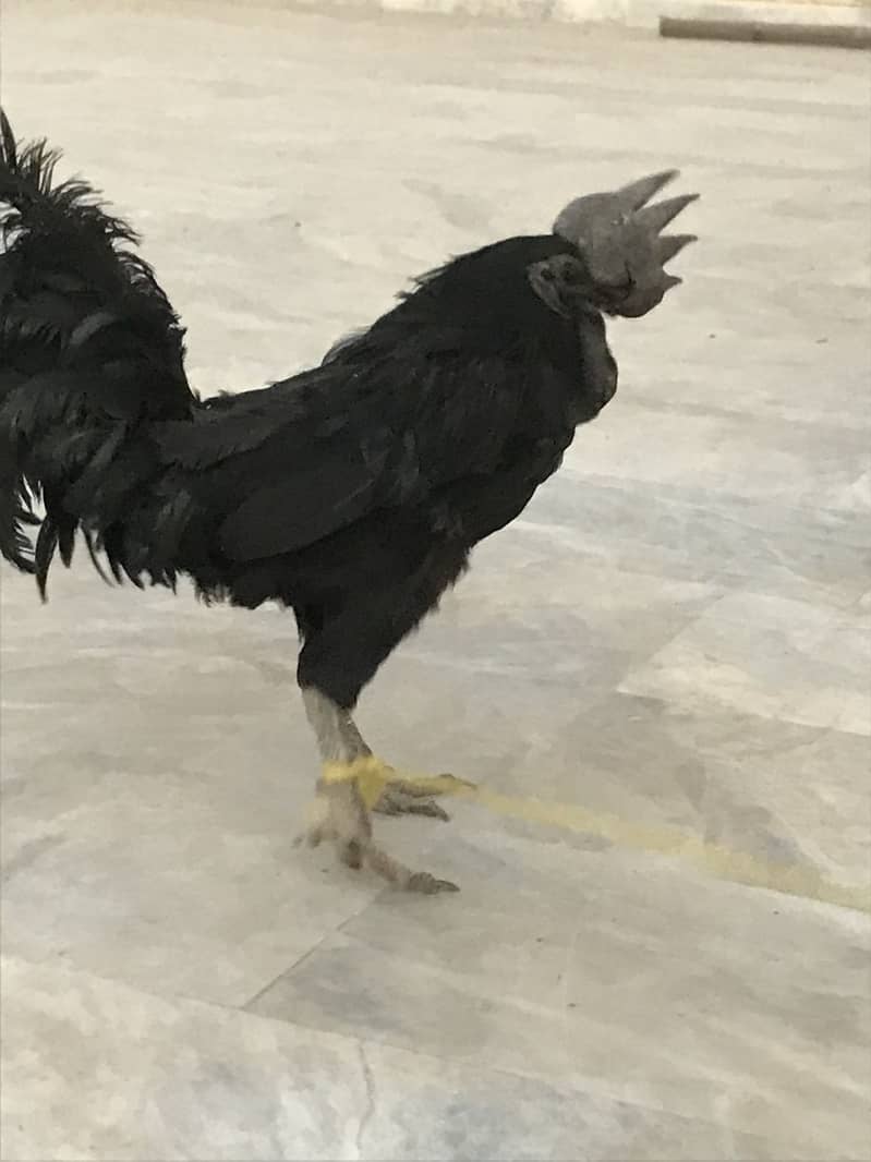Ayam cemani 6