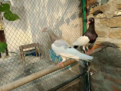Denish Pegions