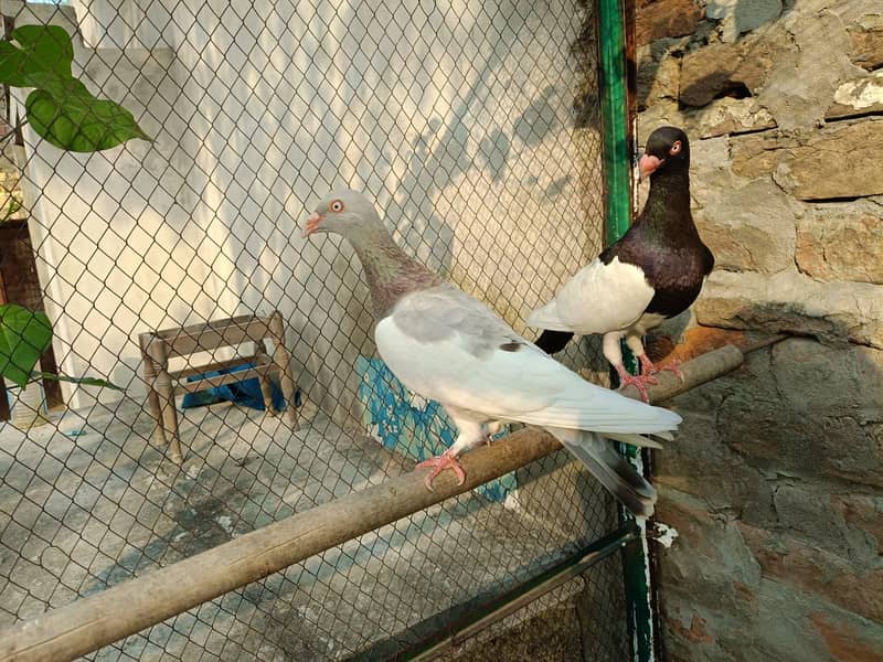 Denish Pegions 0