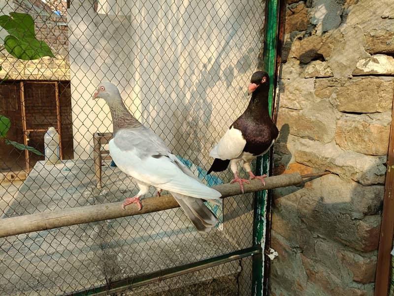 Denish Pegions 1