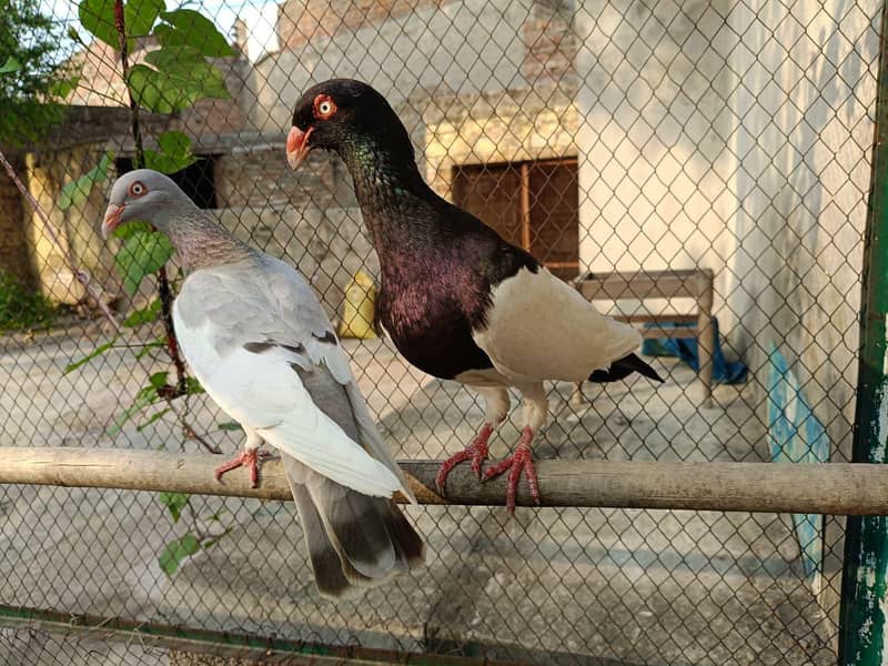 Denish Pegions 2