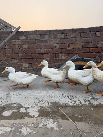 White Ducks MALE AND FEMALE