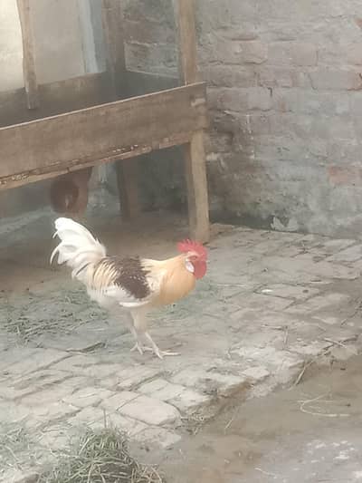 khobsorat or healthy active morga
