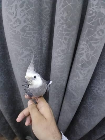 cocktail male ha hand tame ha