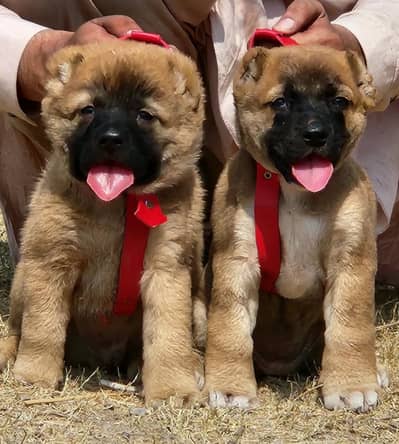 King kurdish kangal pair / kurdish Pair / security Dog / Afghan Kochi