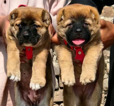 Pair / security Dog / Afghan Kochi / King kurdish kangal pair