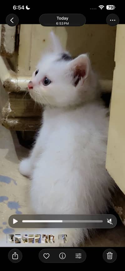 pure persian double coated kittens available whire male 2tabby females